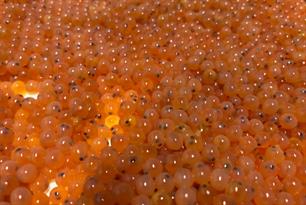 Tienduizend zeeforel eitjes in kwekerij